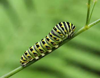 Black Swallowtail caterpillar